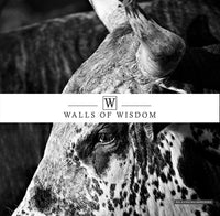 Dynamic Rodeo Bull Wallpaper Mural, perfect for Western decor themes