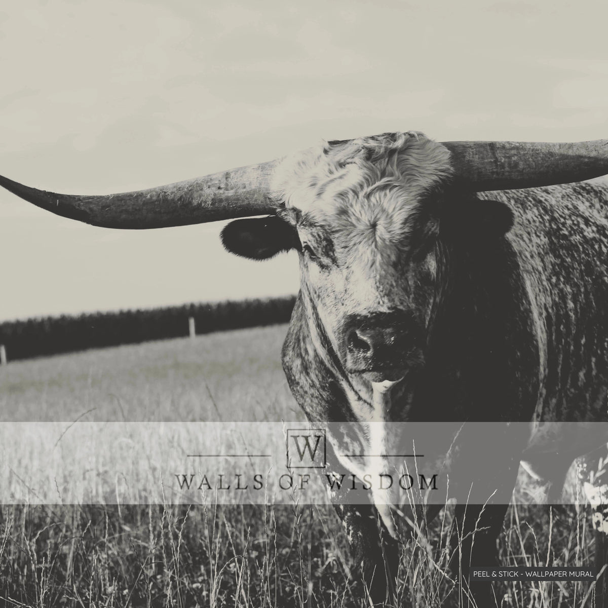 Close-up of Texas Longhorn in sepia tone wallpaper art for Western decor