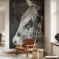 Rodeo Bull Western Decor black white photo wallpaper mural. 