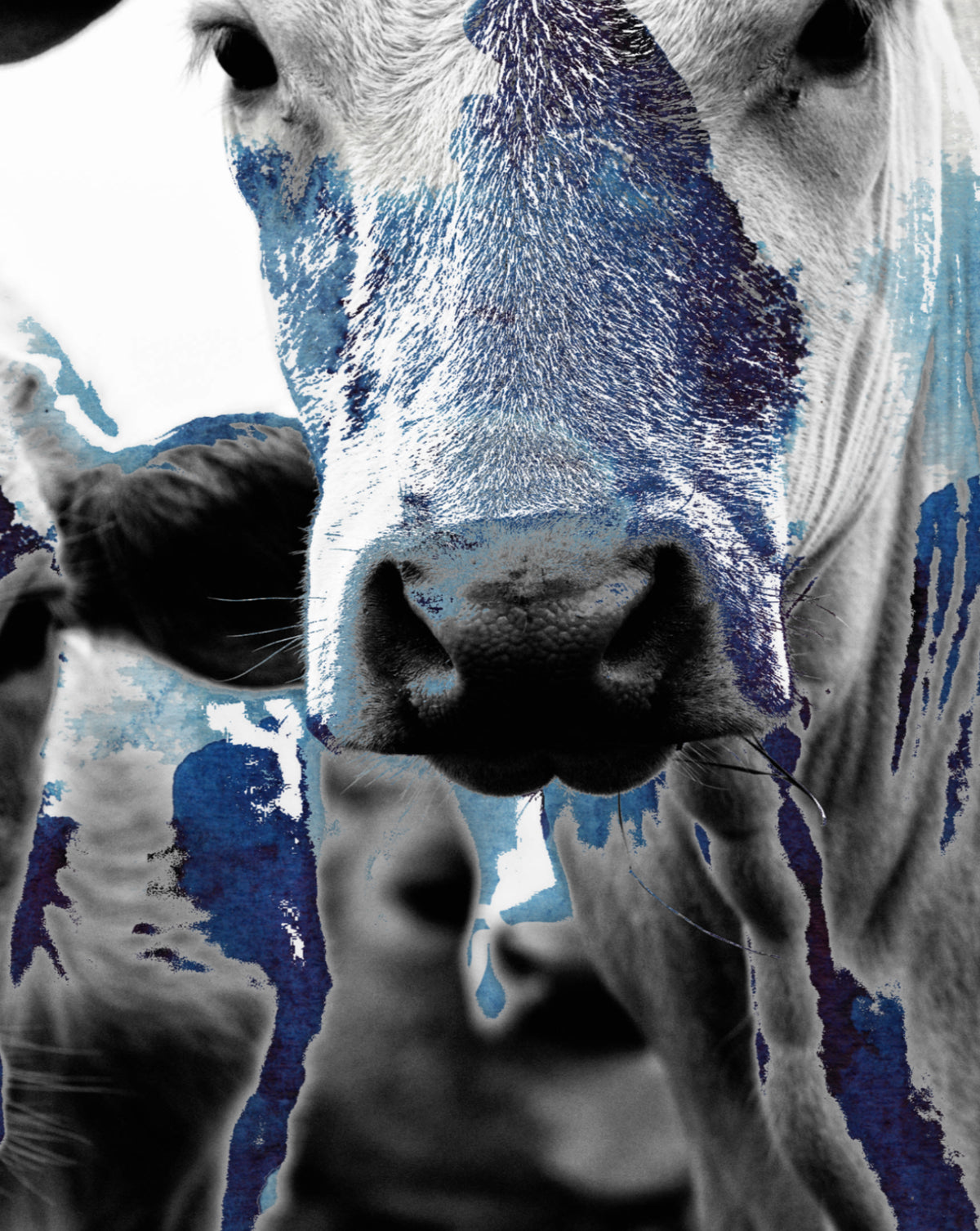 Cow Wallpapers Canvas Prints for Sale